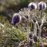 Pulsatilla montana | Foto E. Rosati